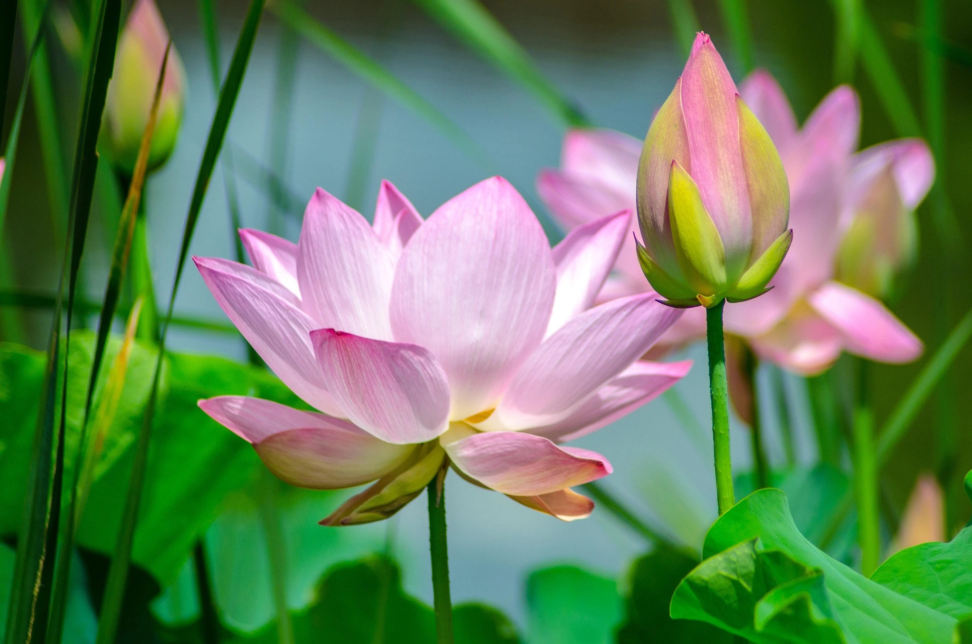 4 lotus dont le lotus en premier plan qui est en bouton et le second qui est ouvert - Art thérapie - Journal créatif - Coye la Foret